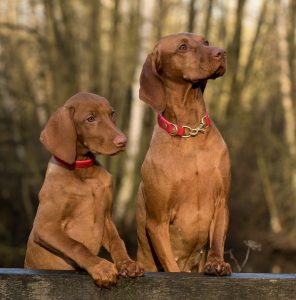 dog-1086286_960_720