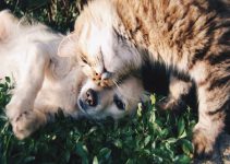 Hund och katt som gosar