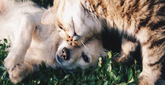 Hund och katt som gosar