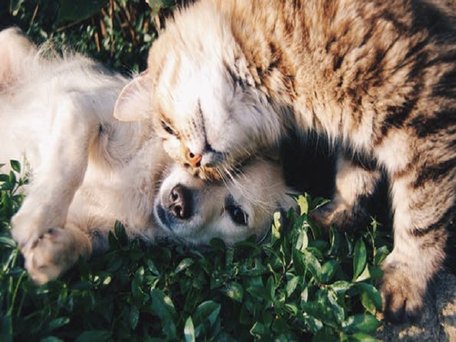 Hund och katt som gosar