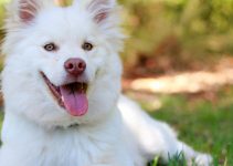En vit hund